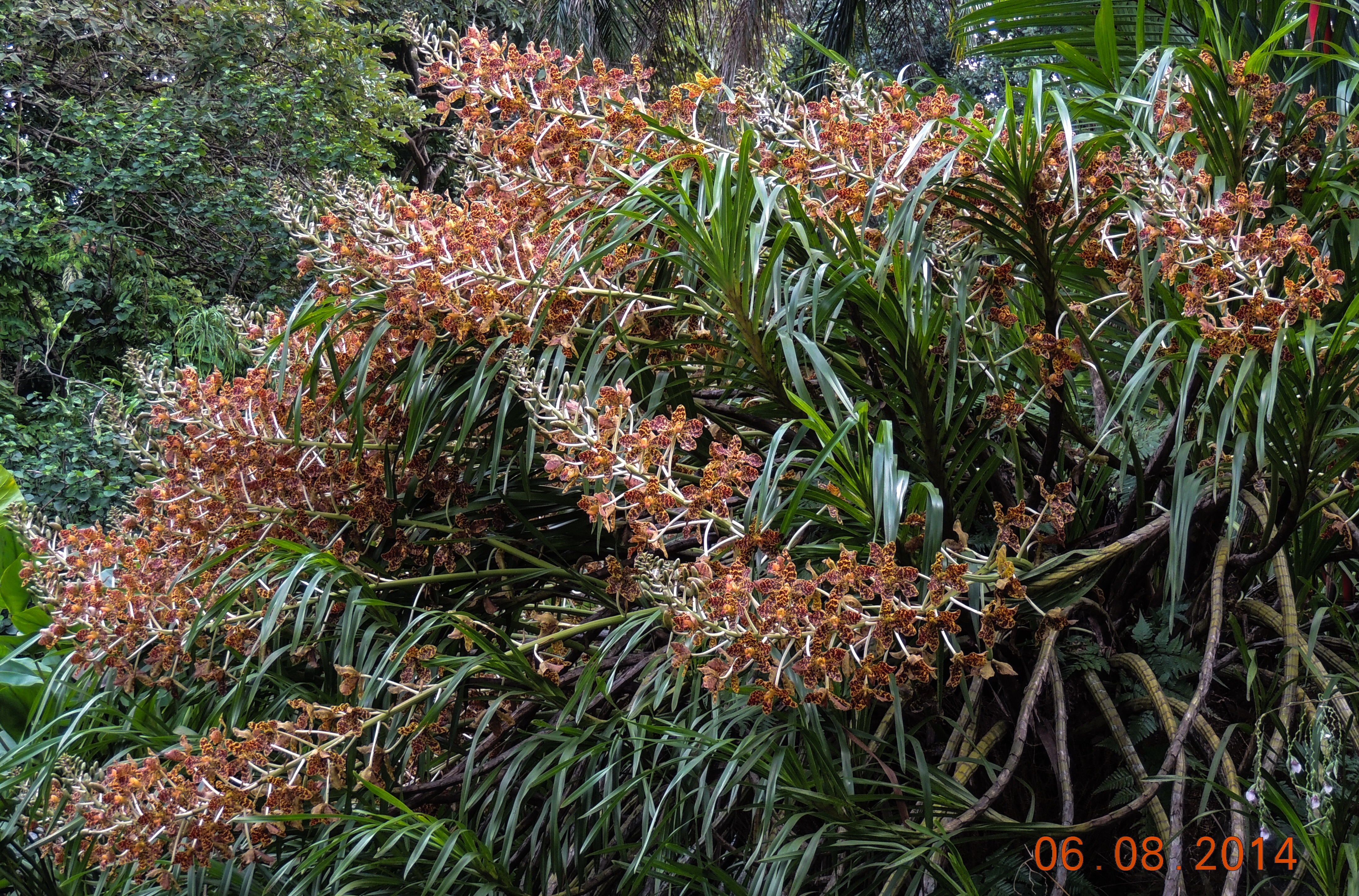 tiger orchid