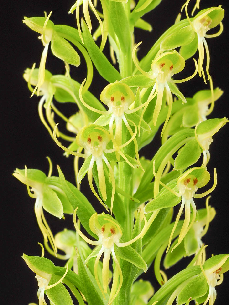 water-spider bog orchid