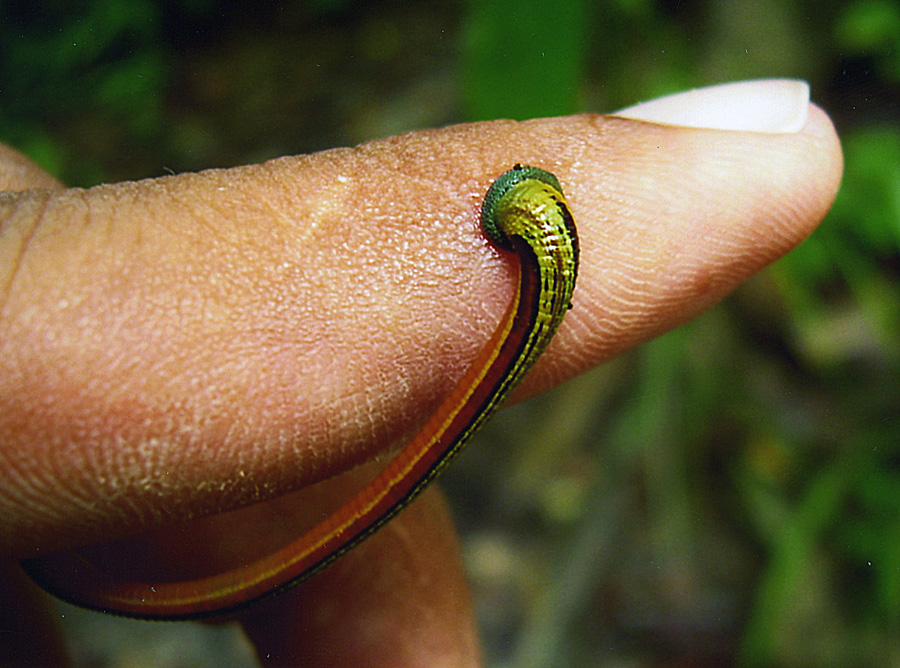 tiger leech