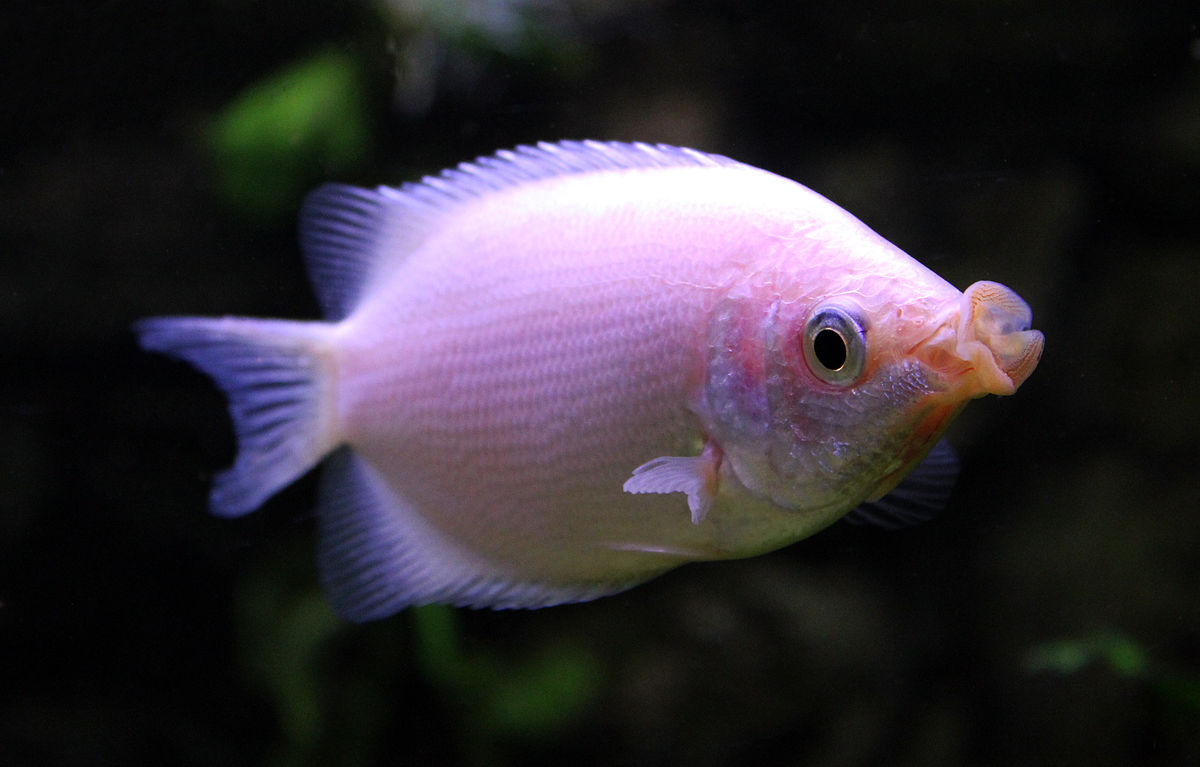 water pig