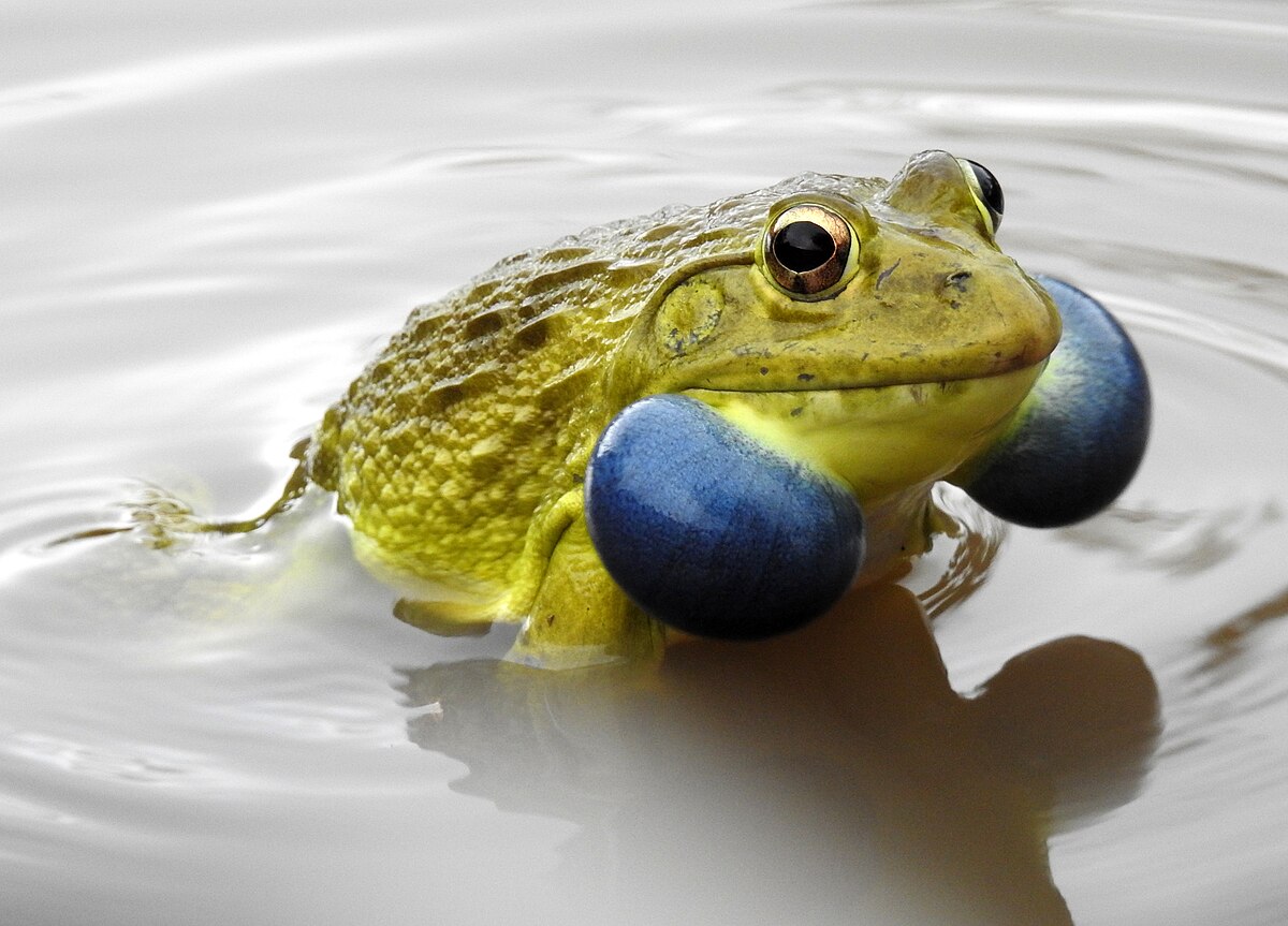 tiger frog