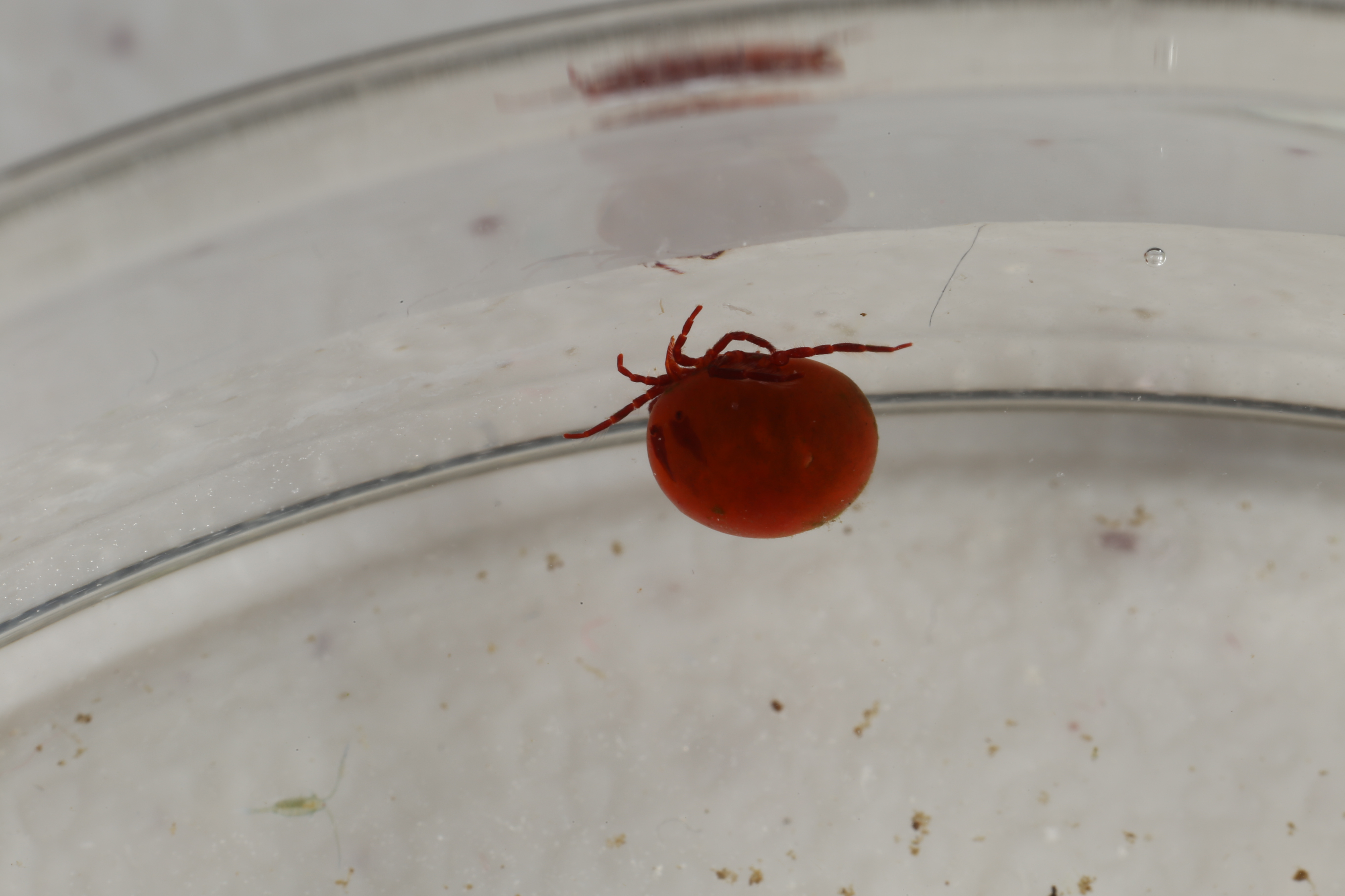 water mite