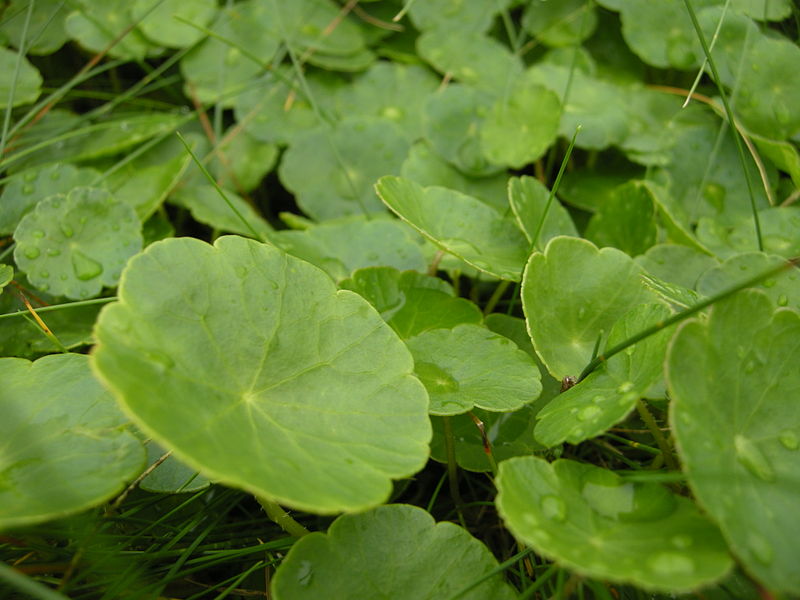 water pennywort