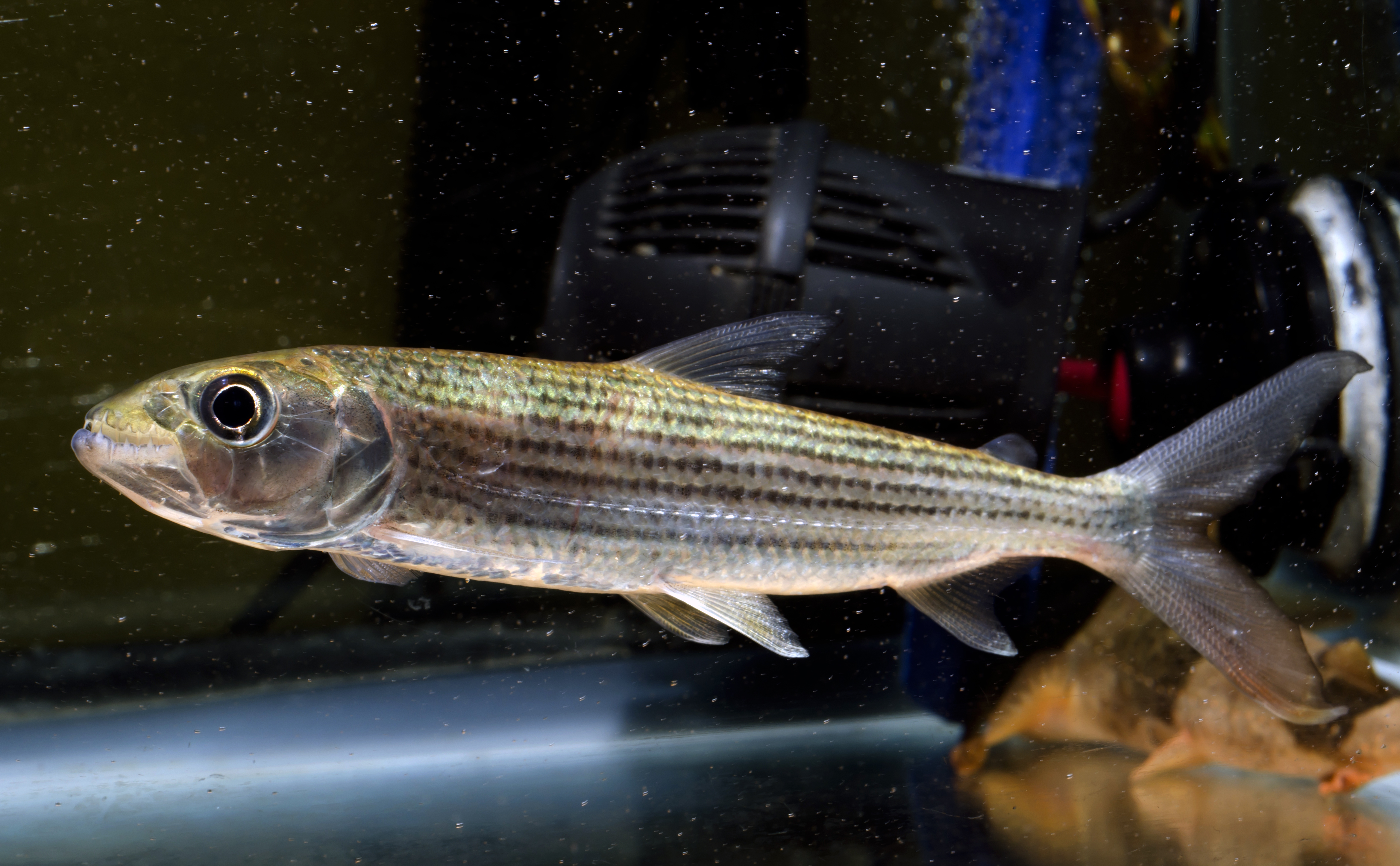 tigerfish
