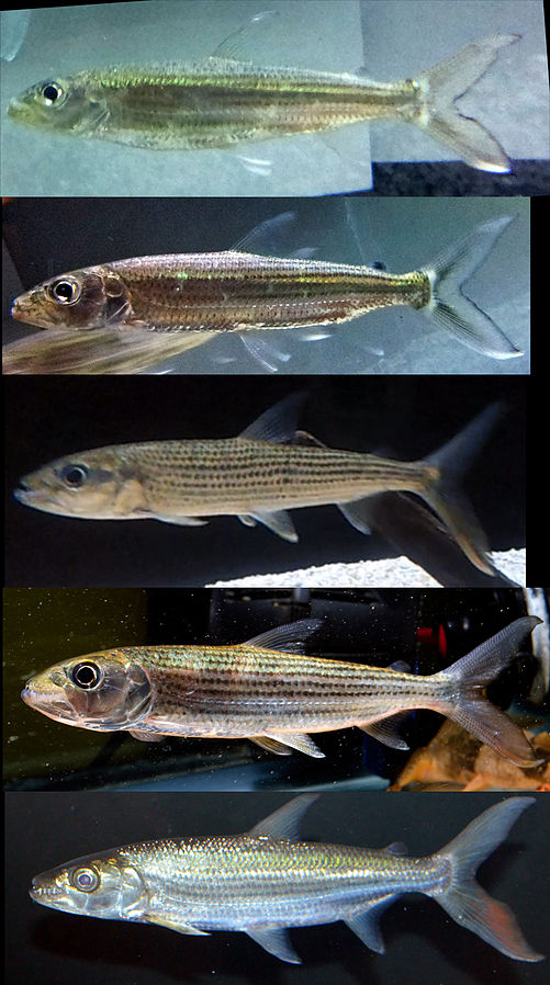 tiger fish