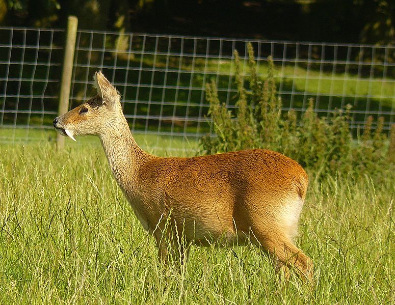 water deer