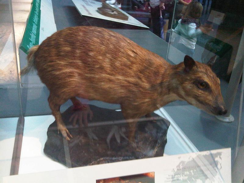 water chevrotain