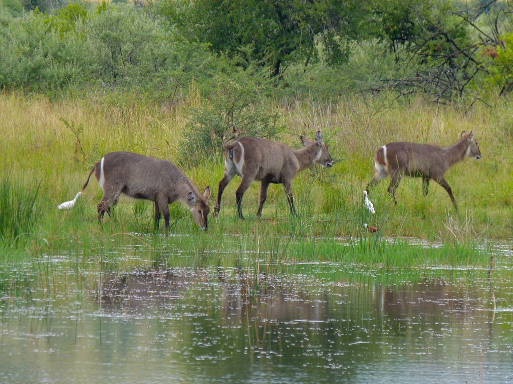 waterbuck