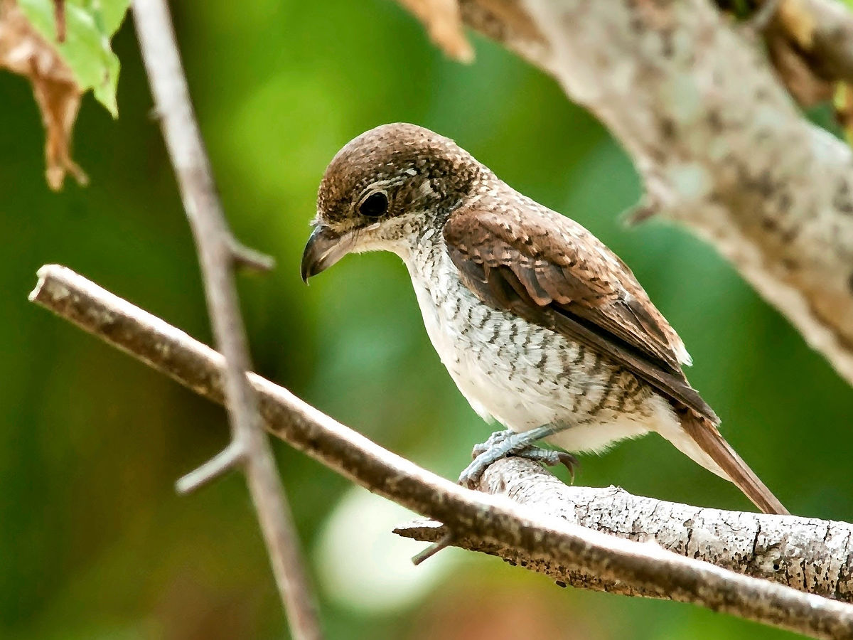 tiger shrike