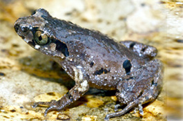Appleby's Asian toad