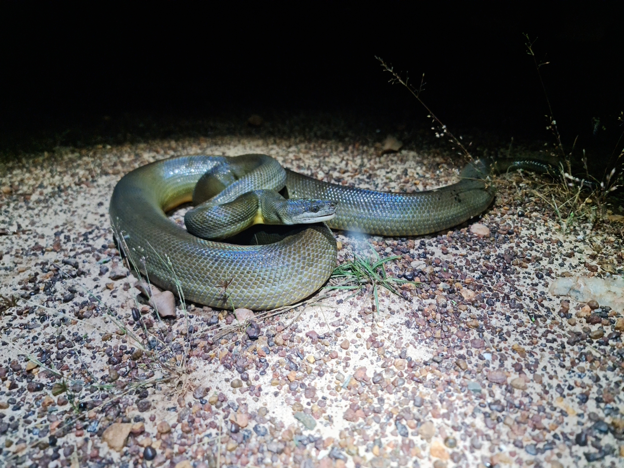 water python