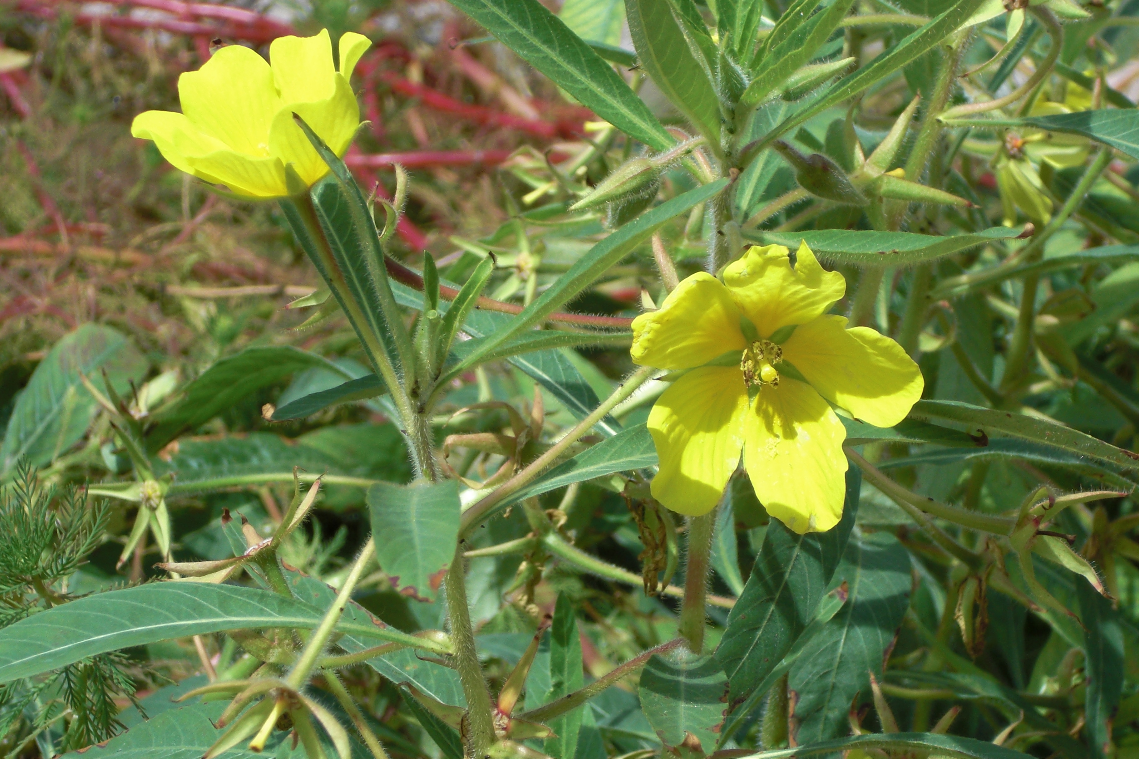 water primrose
