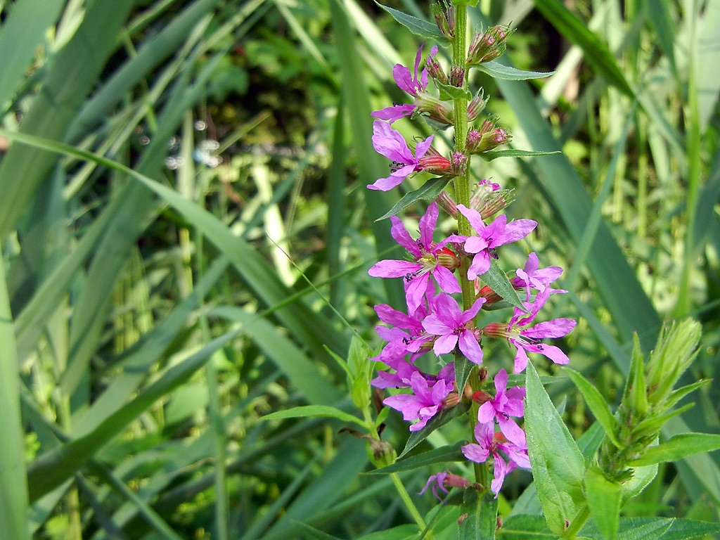 water willow