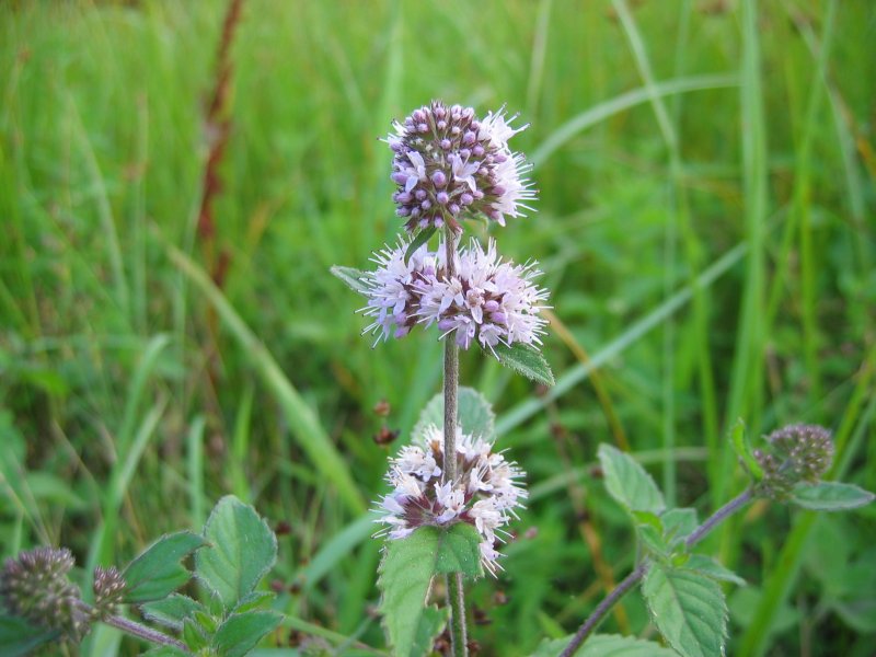 water mint