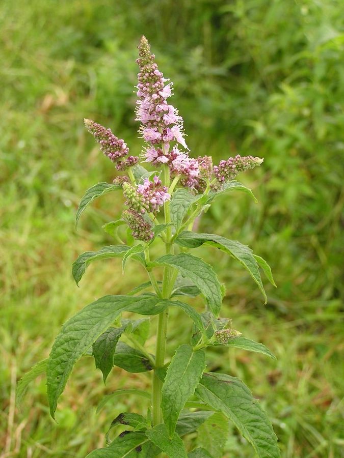 water mint