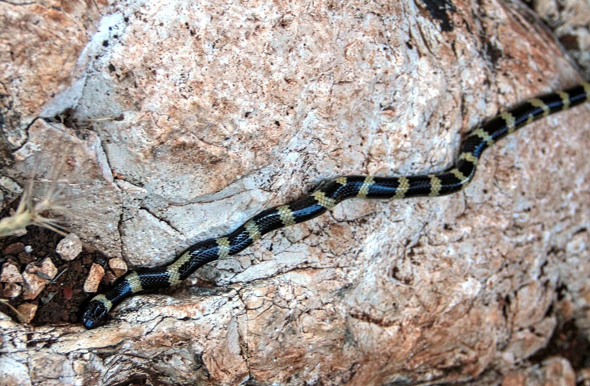 Micrelaps muelleri