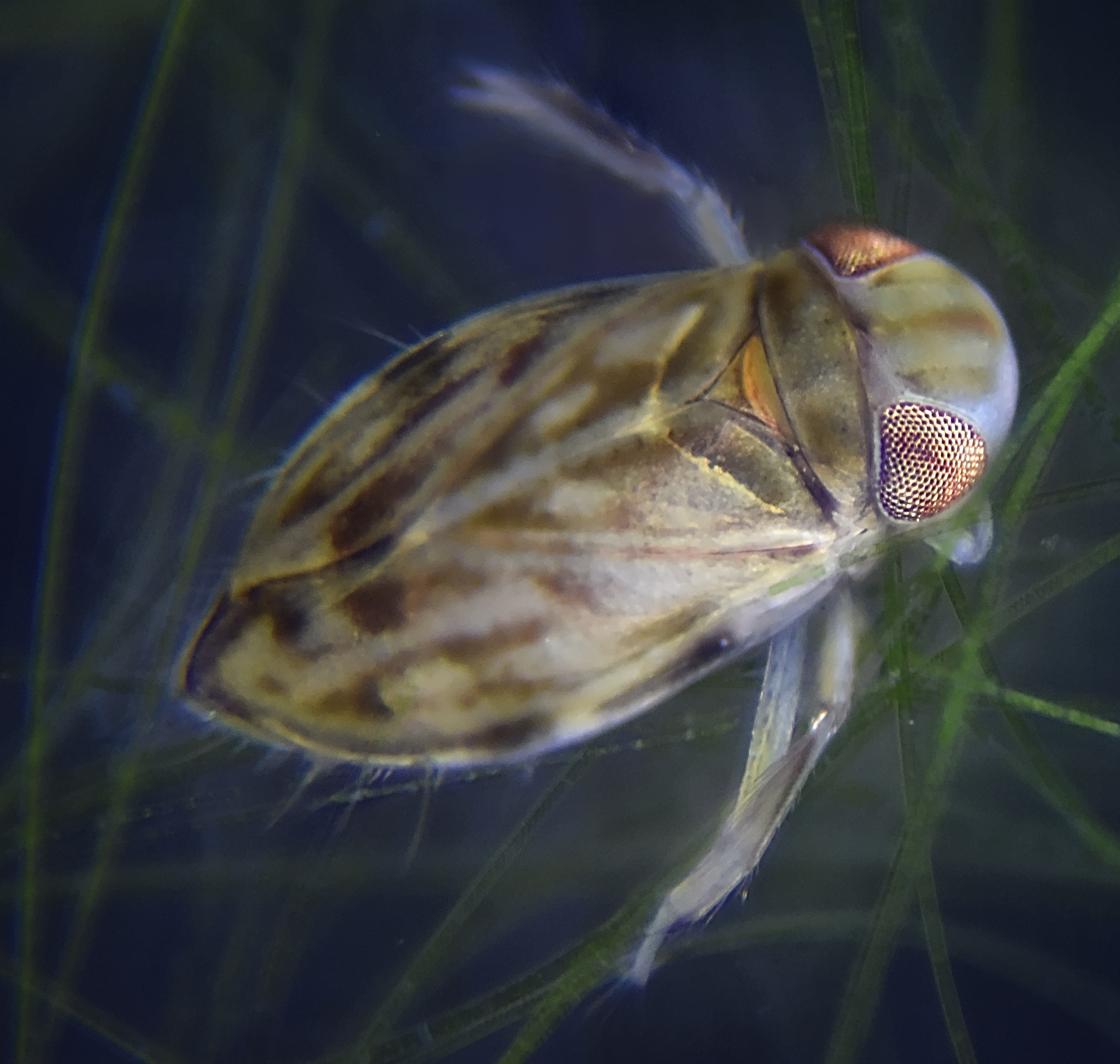 water boatman