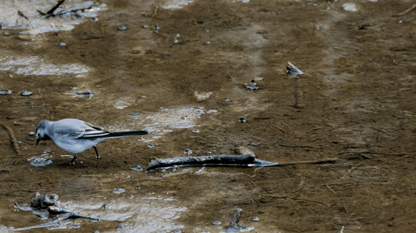 water wagtail
