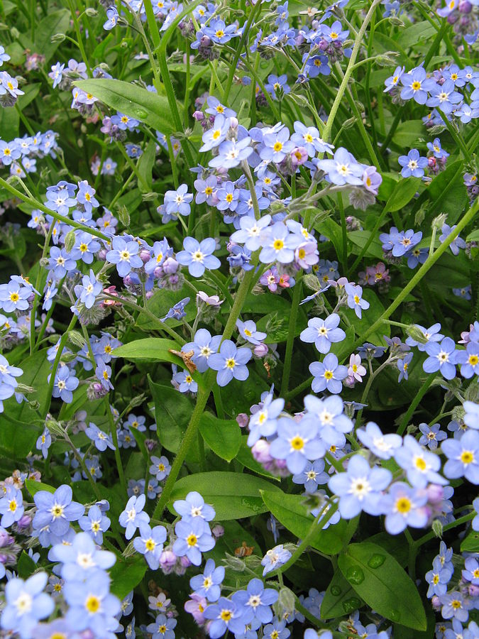 water forget-me-not