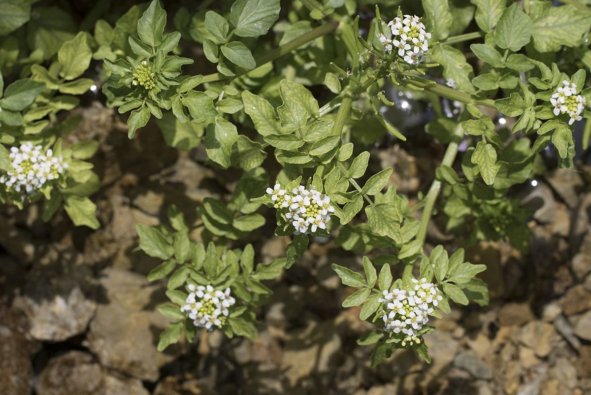 watercress
