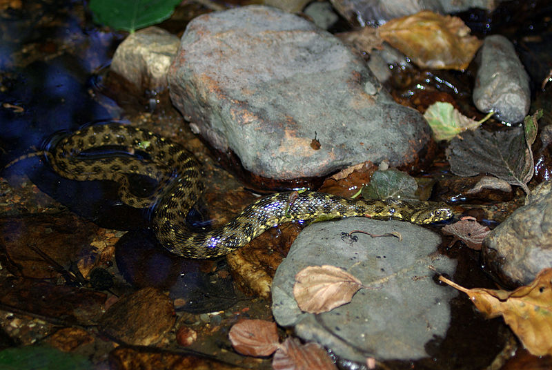 water snake