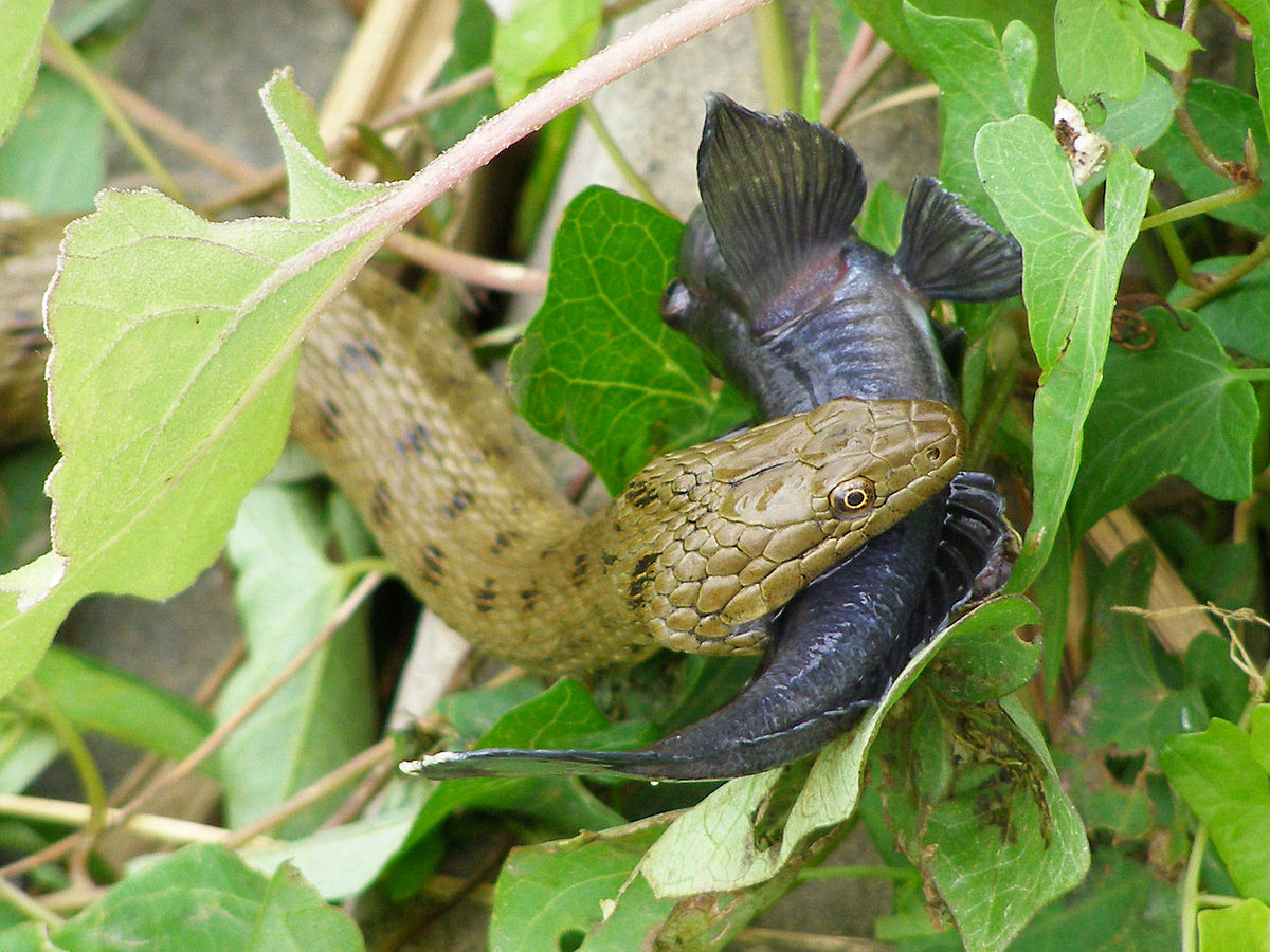 water snake