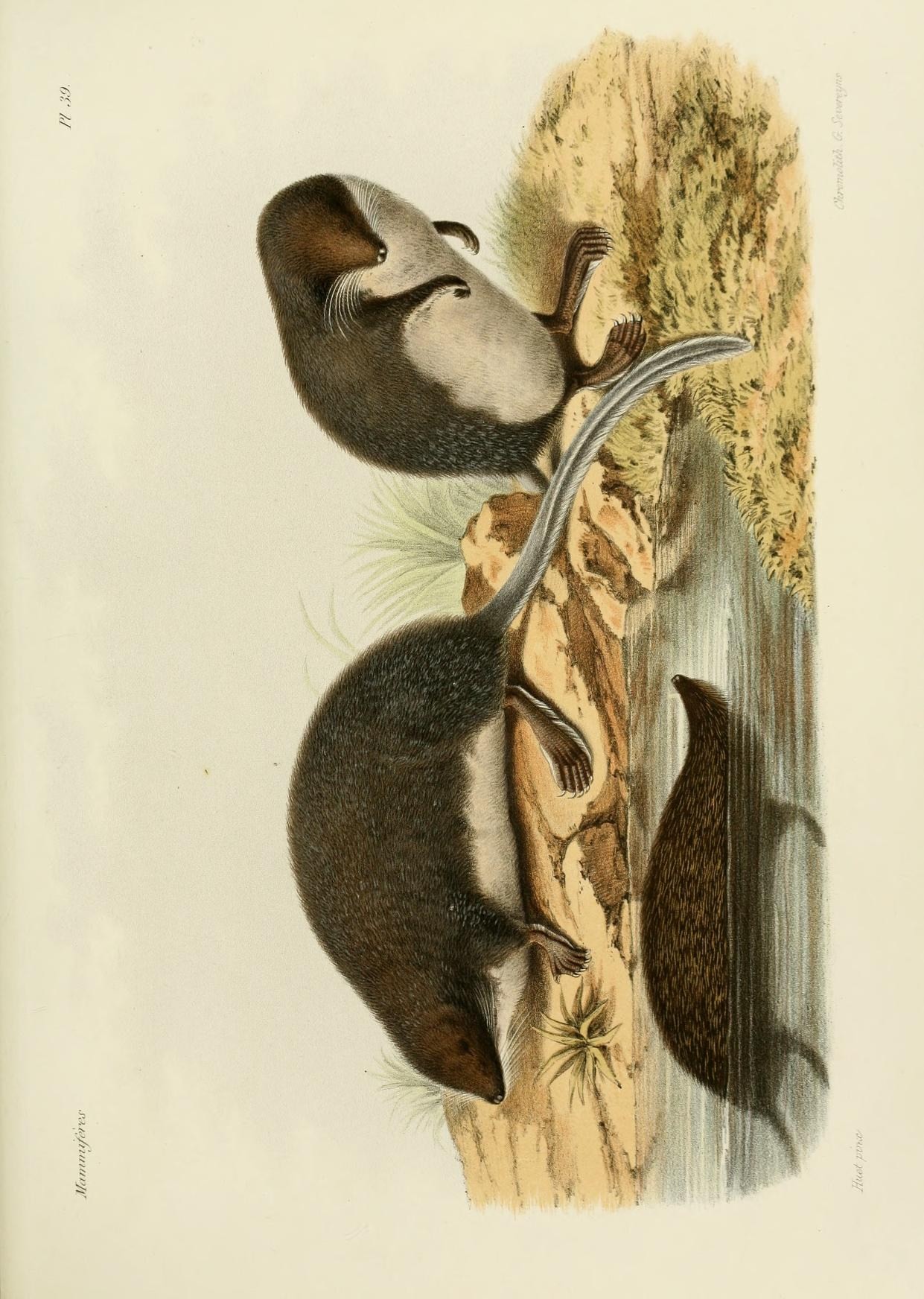 water shrew
