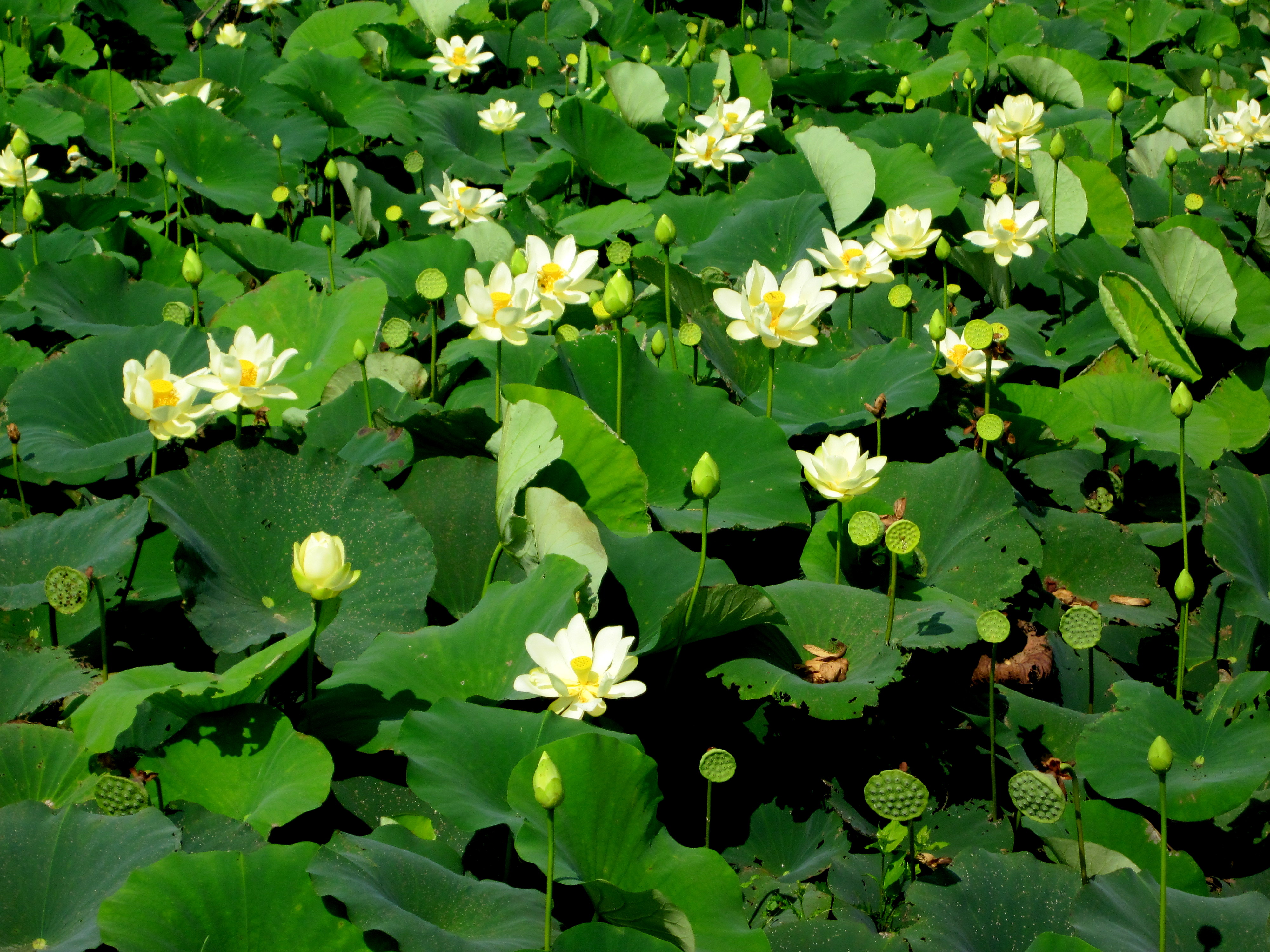 water-chinquapin
