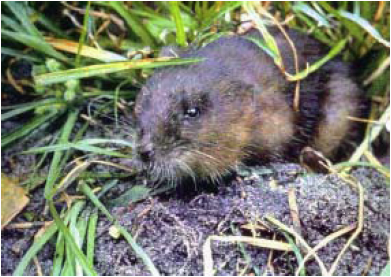 water rat
