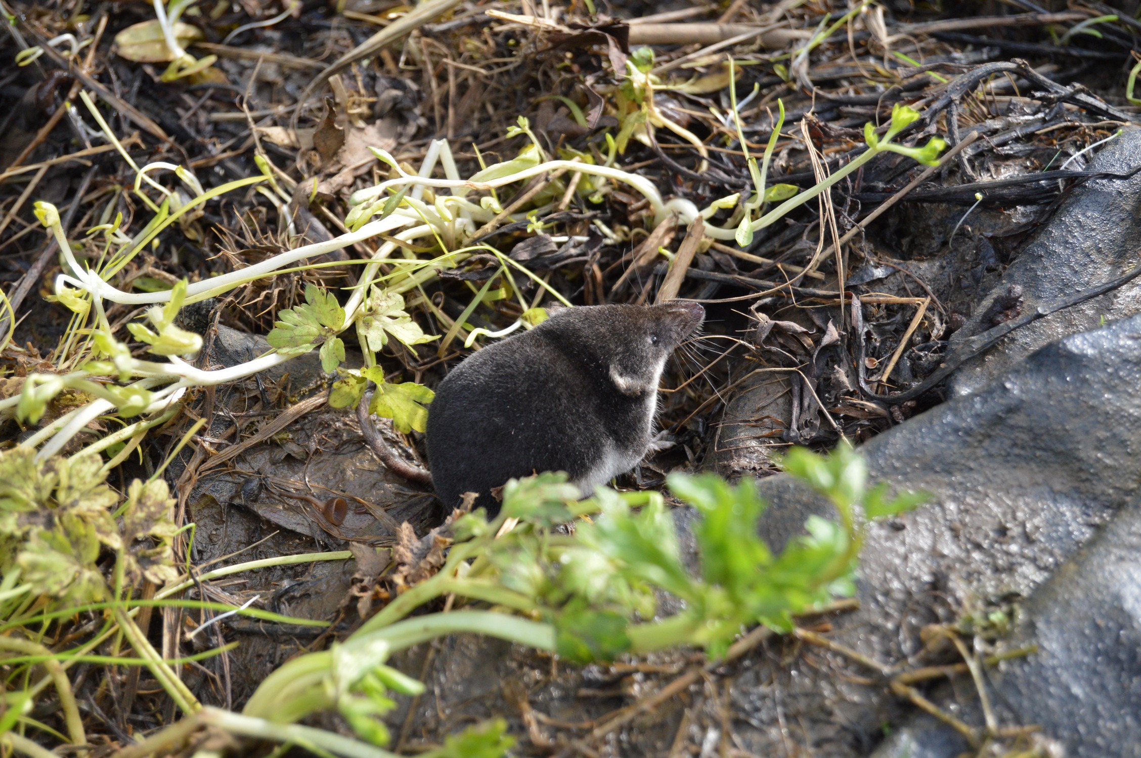water shrew