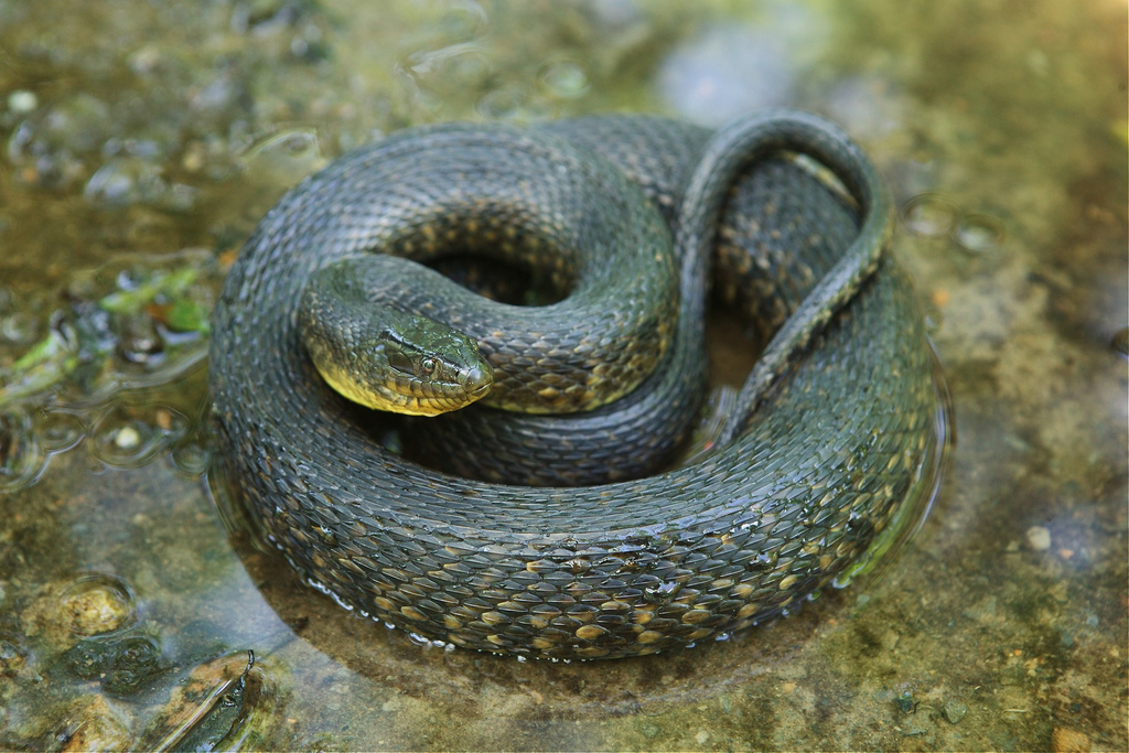 water moccasin