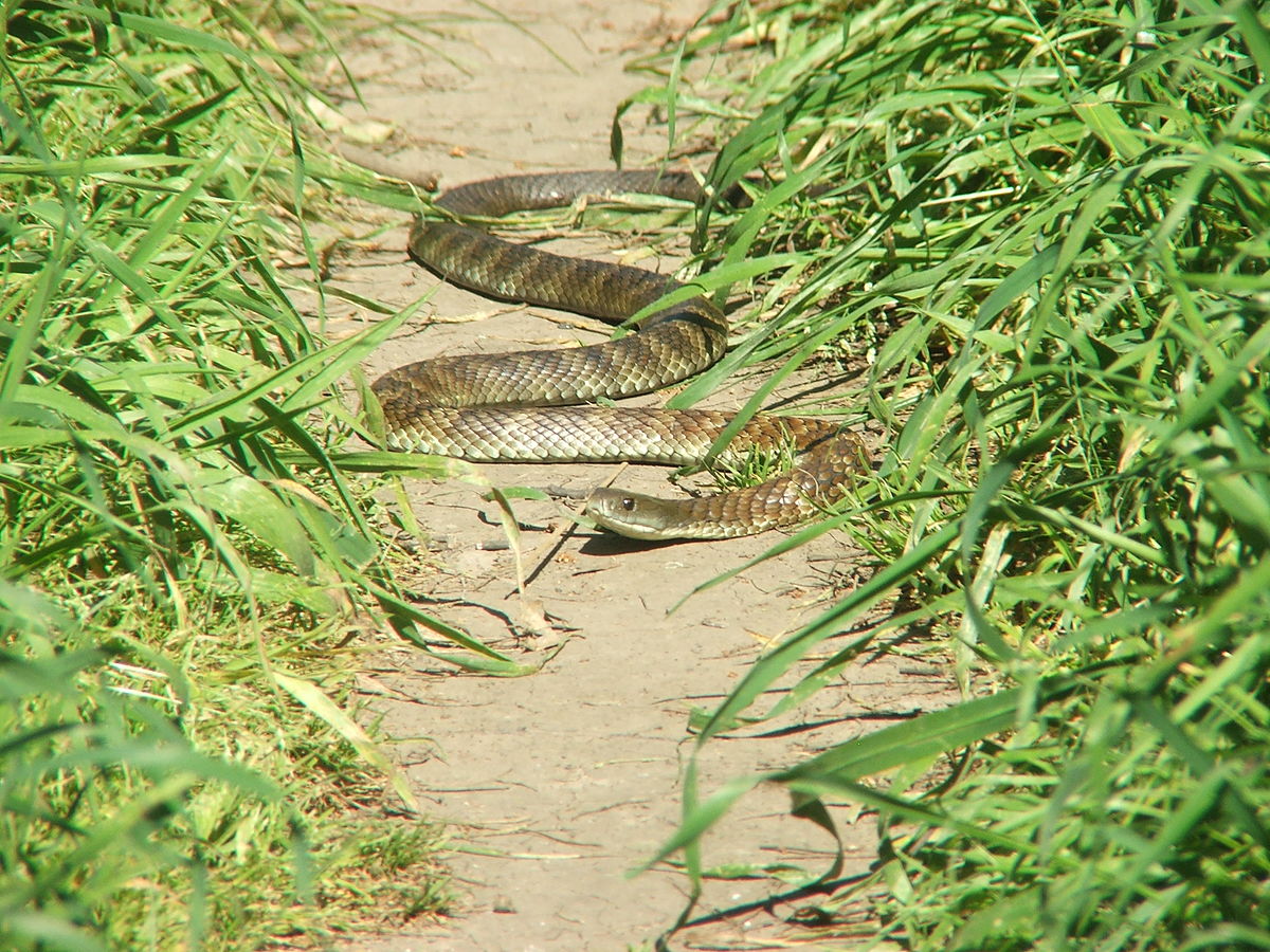 tiger snake