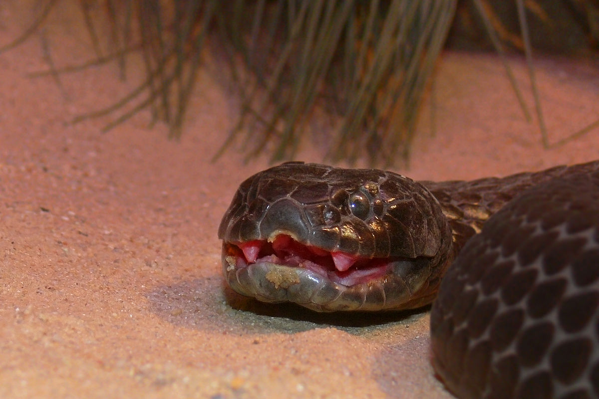 tiger snake