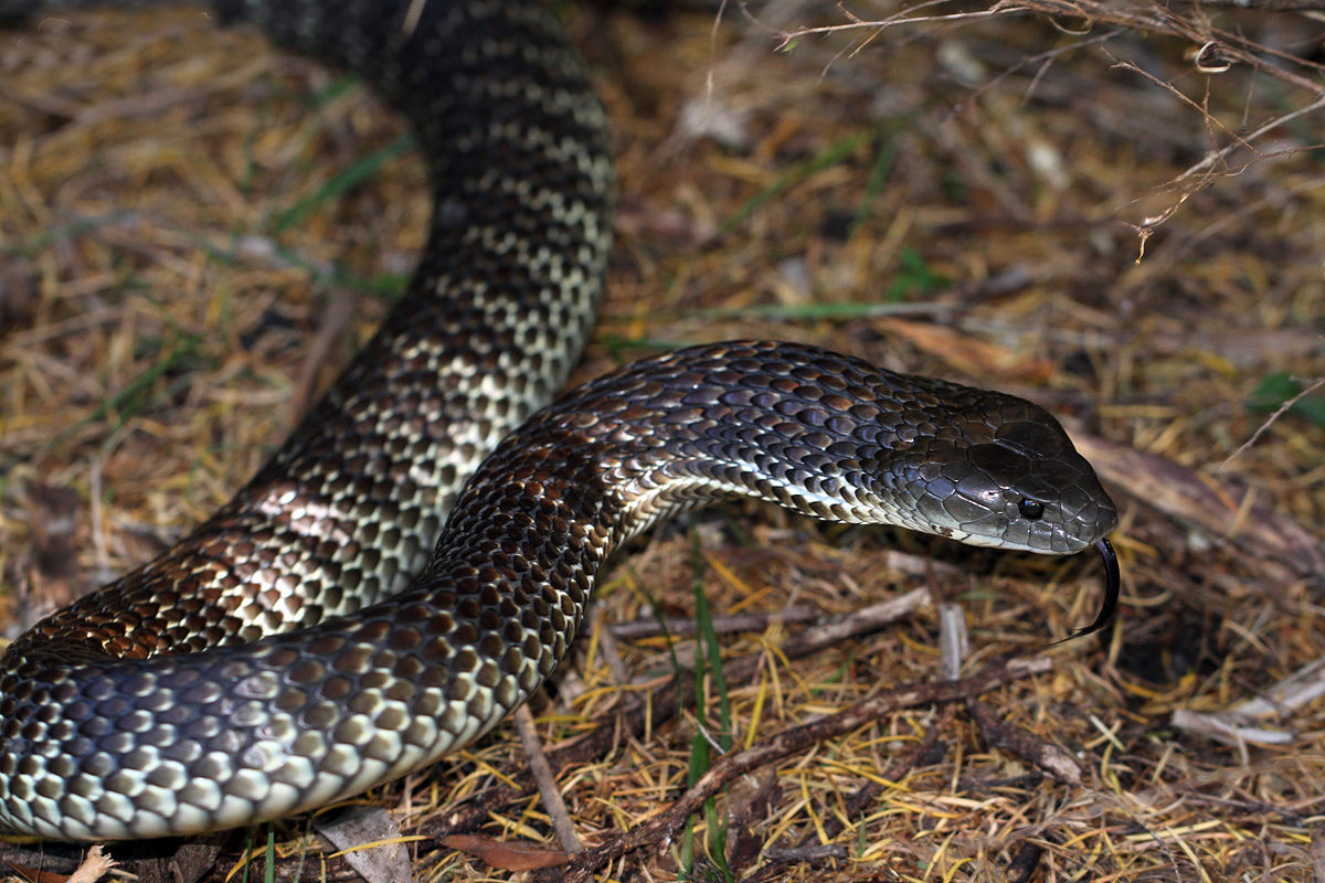 tiger snake