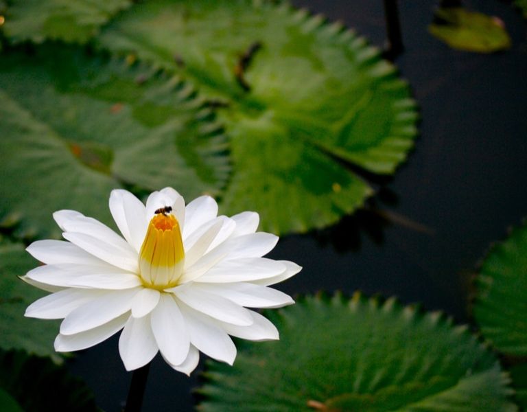 tiger lotus