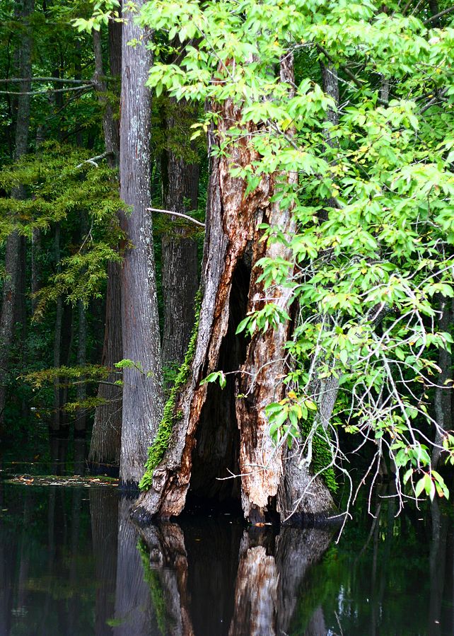 water tupelo