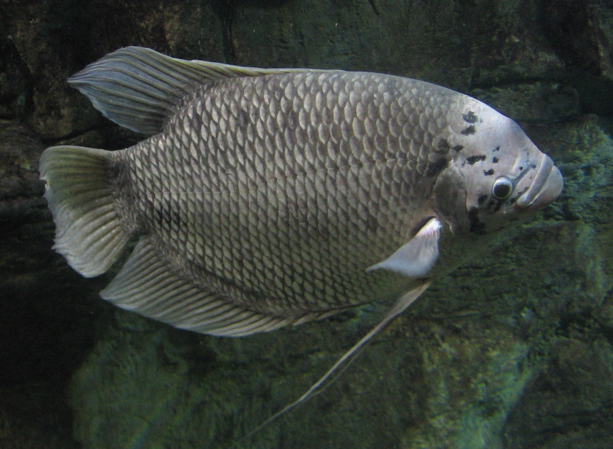 water pig