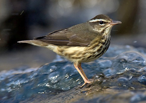 waterthrush