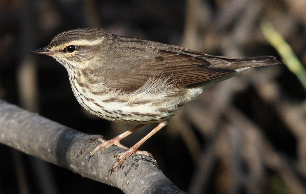 waterthrush