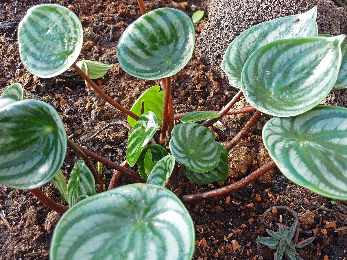 watermelon begonia