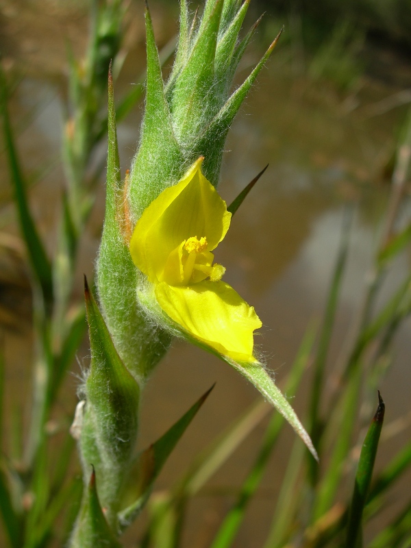 waterwort