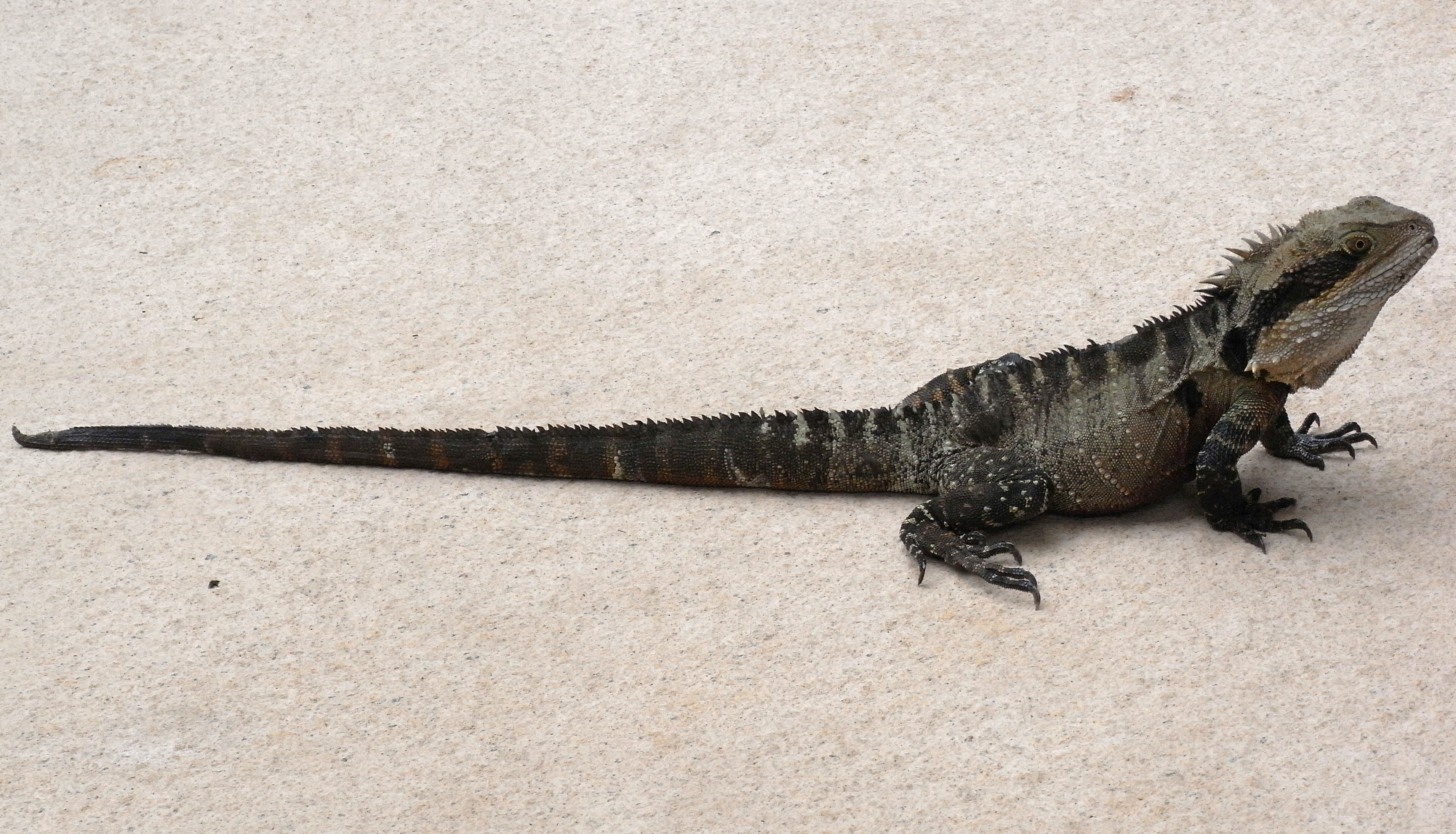 water dragon