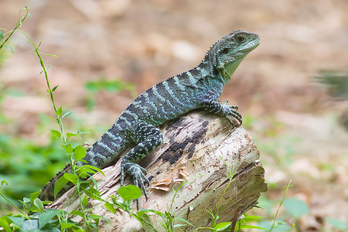 water dragon