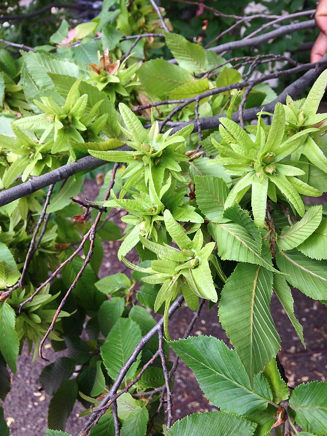 water elm