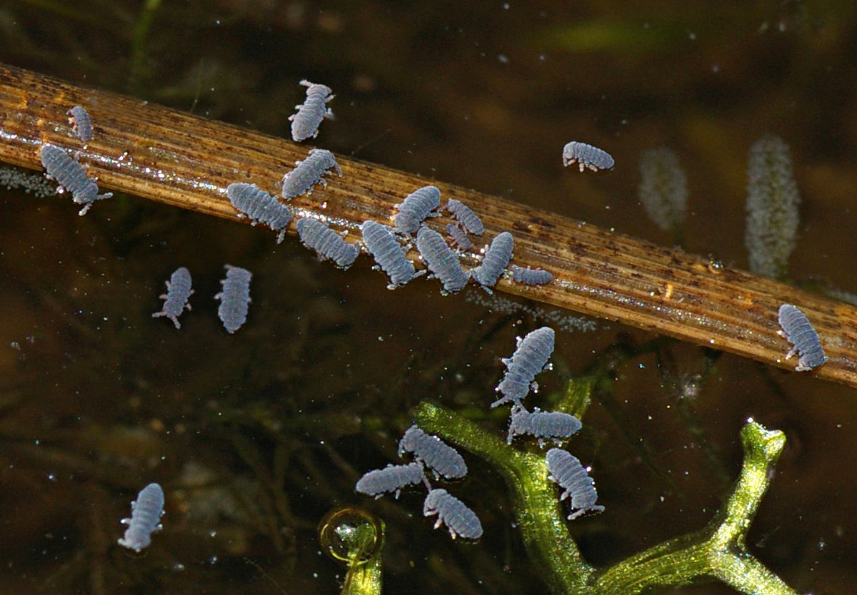 water springtail