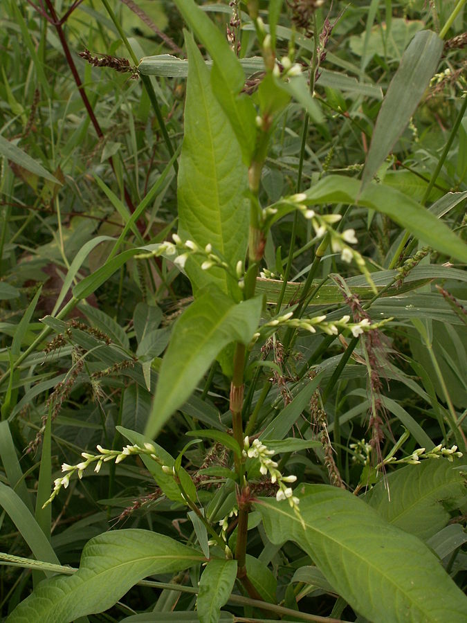 water pepper