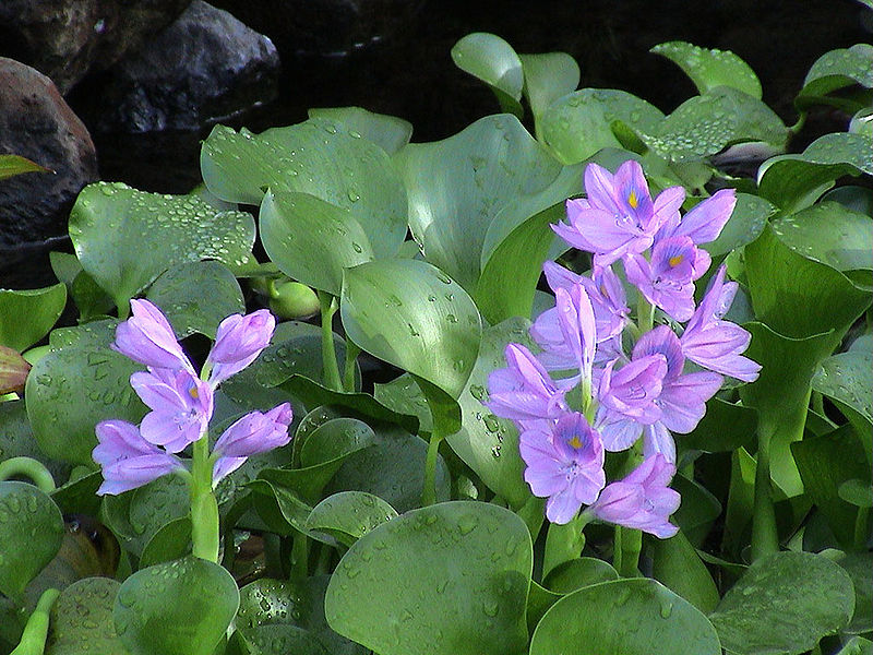 water hyacinth