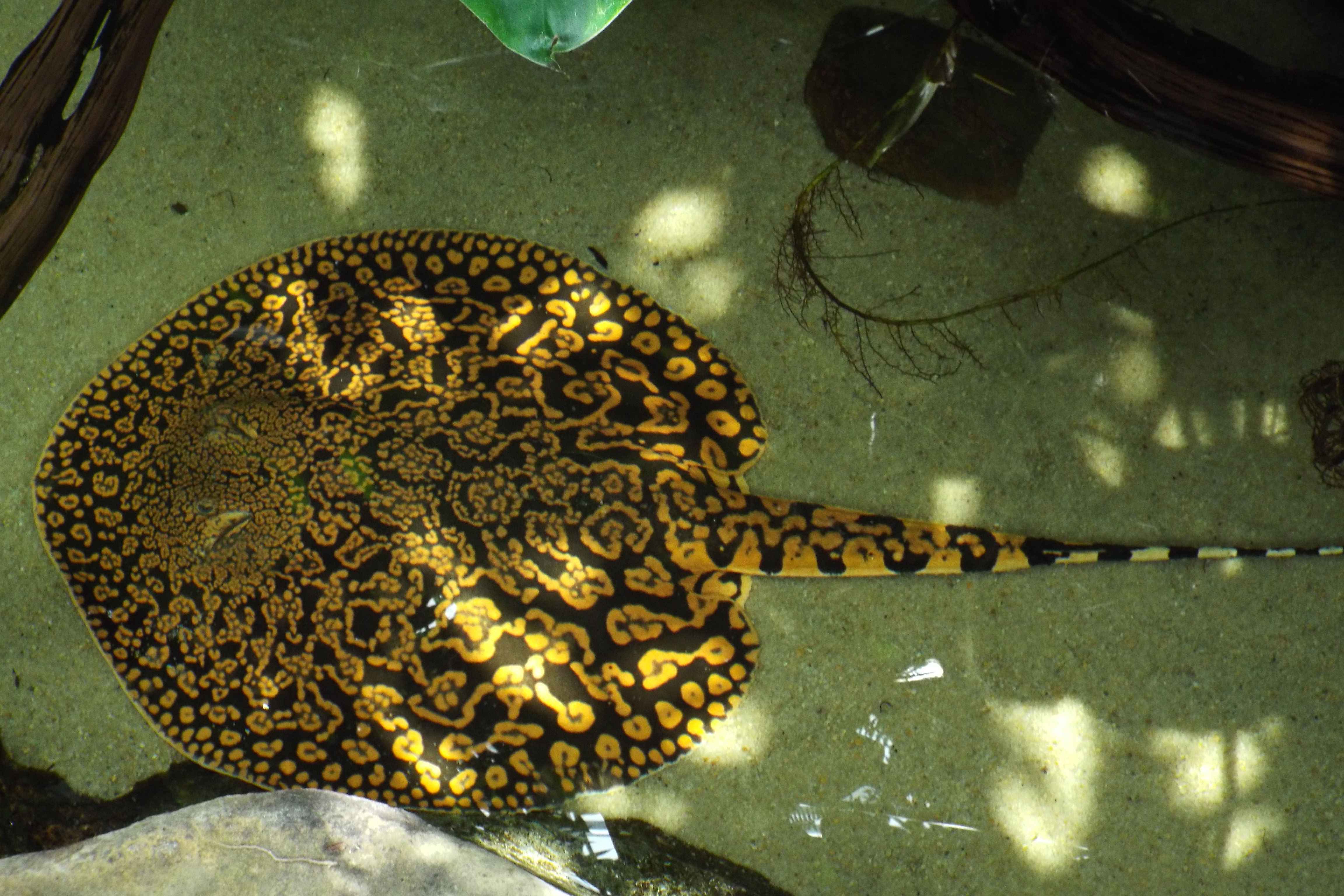 tiger river stingray