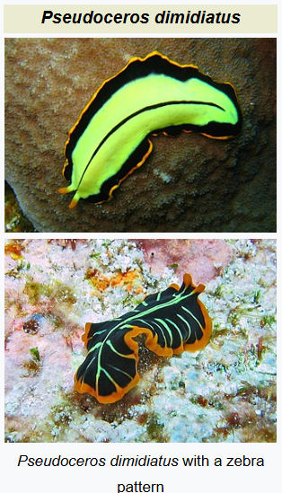 tiger flatworm