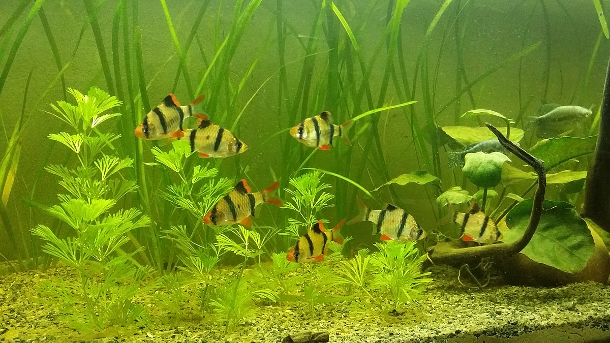 tiger barb